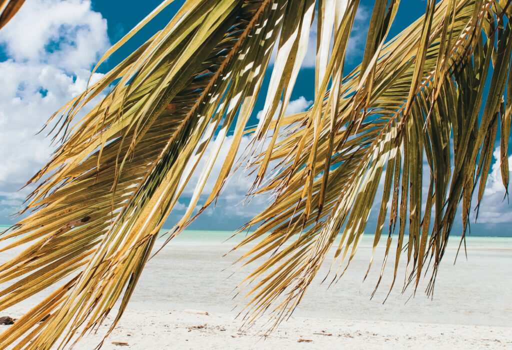 pexels-photo-2004373-2004373 Scenic view of a tropical beach through palm fronds, featuring turquoise waters and clear skies, in French Polynesia.