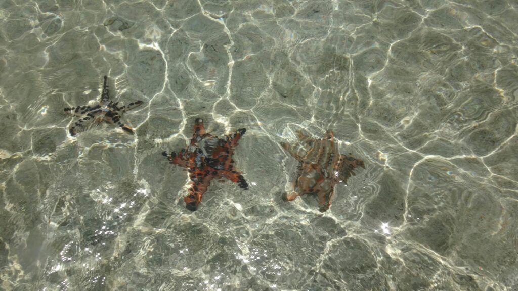 Three starfish visible through clear shallow water at the beach.